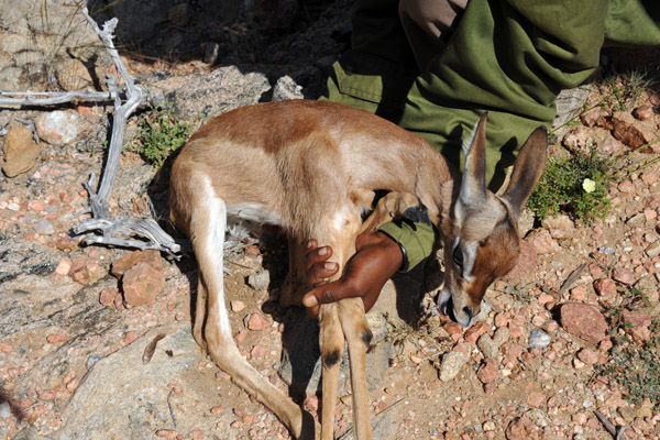 Baby gazelle that had been hiding a bush at Laas Geel