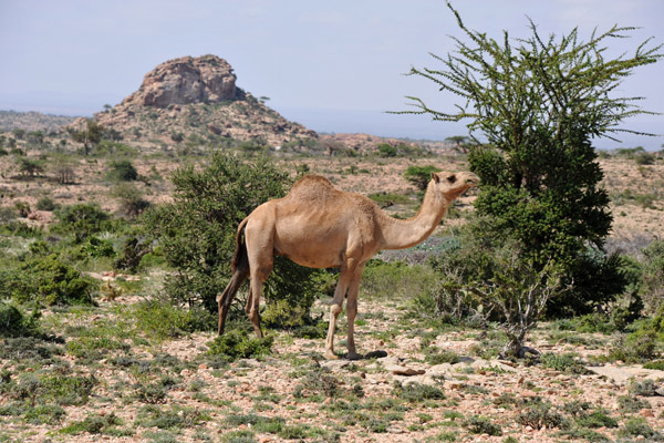 Camel grazing near Laas Geel, Somaliland