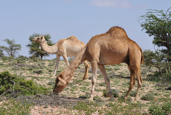 Somaliland Camels