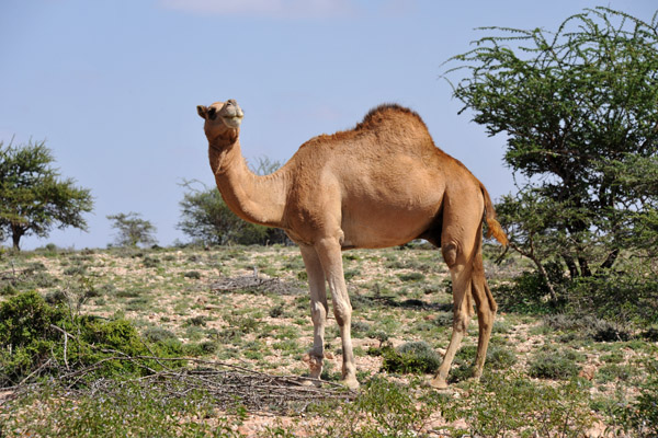 I'm no expert of camel beauty, but I found the camels in Somaliland to look very robust and healthy