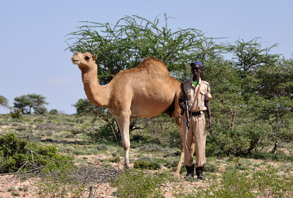 SPU posing with a camel near Laas Geel, Somaliland