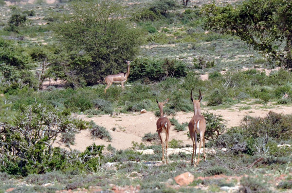 Wildlife near Laas Geel ... looks like gerenuk (Litocranius walleri)