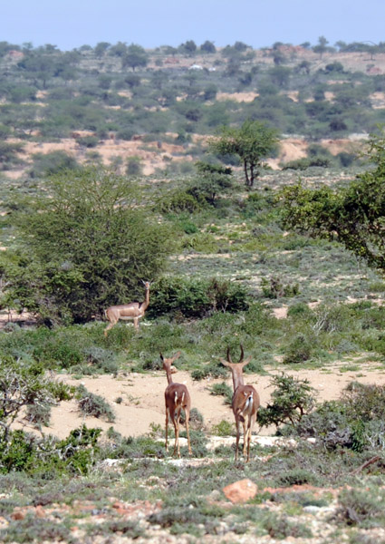 While not overly abundant, wildlife is present in Somaliland