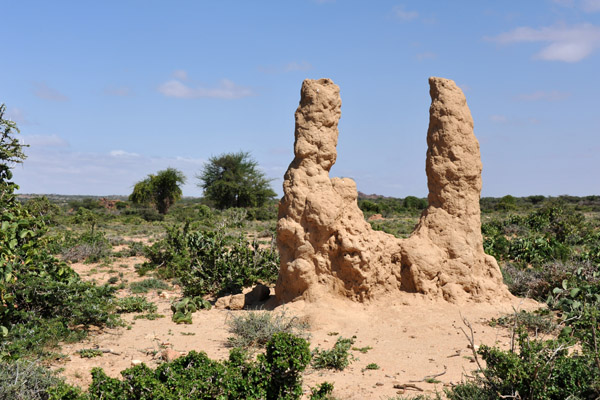 Double termite mound near Laas Geel