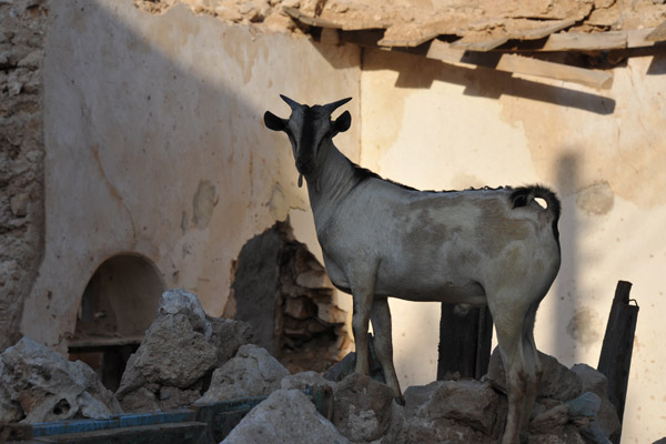 Goat among the ruins, Berbera