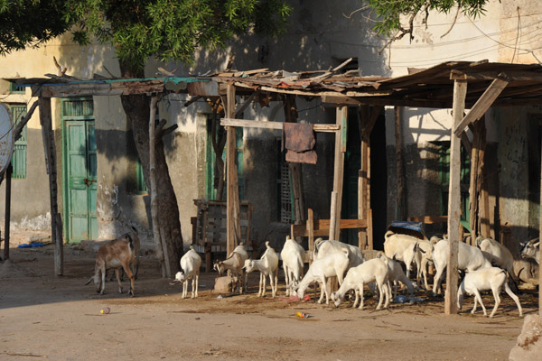 Goats on the main square, Berbera