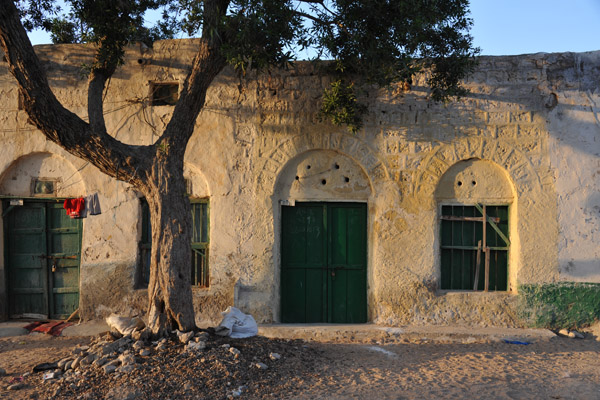 Shady tree on a street in the old town, Berbera
