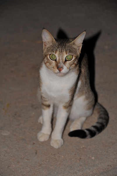 Kitty at the Maansoor Hotel,  Berbera