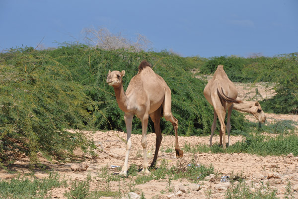 Camels on the edge of Berbera, Somaliland