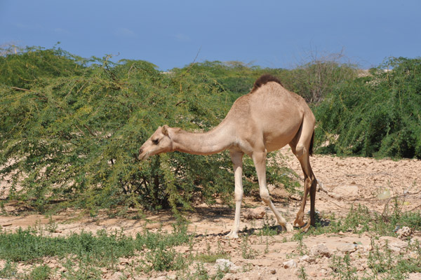 Camels in Berbera, Somaliland