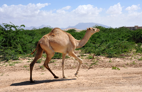 Camel jogging alongside the road between the Maansoor Hotel and Berbera