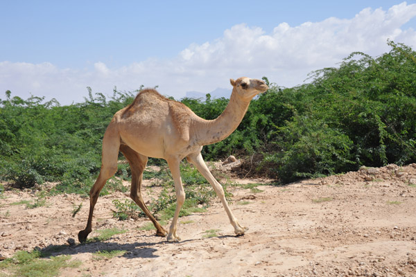 Camels are a big export for Somaliland to the Arabian peninsula