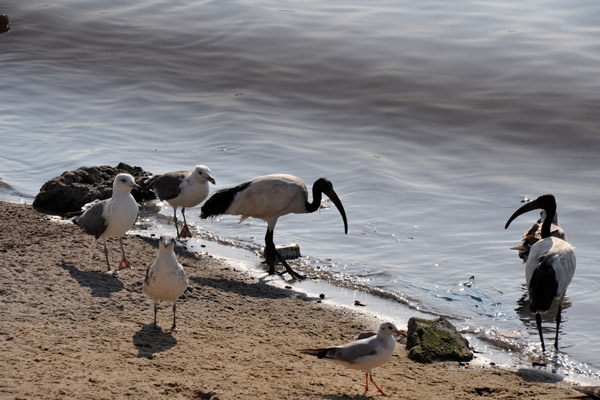 Ibis mingling with gulls by the water, Berbera