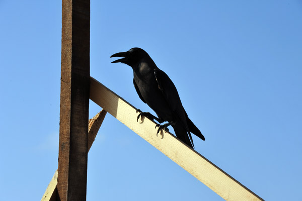 Raven, Berbera