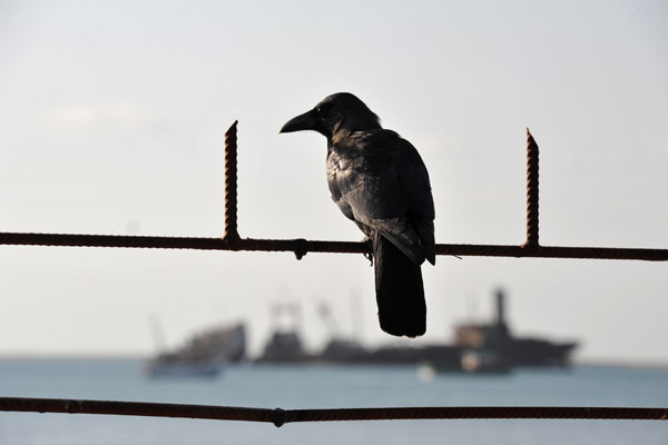 Raven sitting on the fence at Al Xayaat