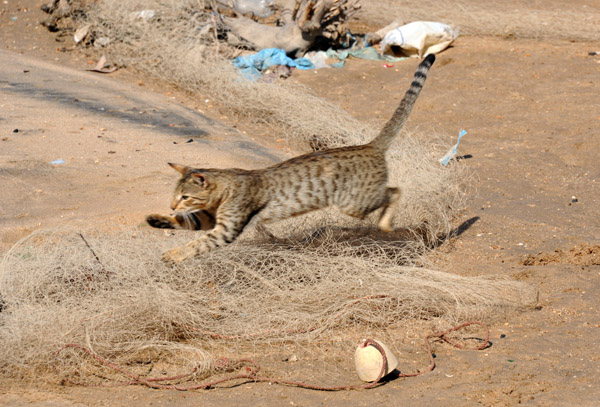 Cat pouncing on the fishing net, Berbera