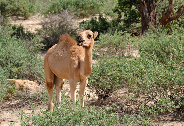 Roadside Camel, Somaliland