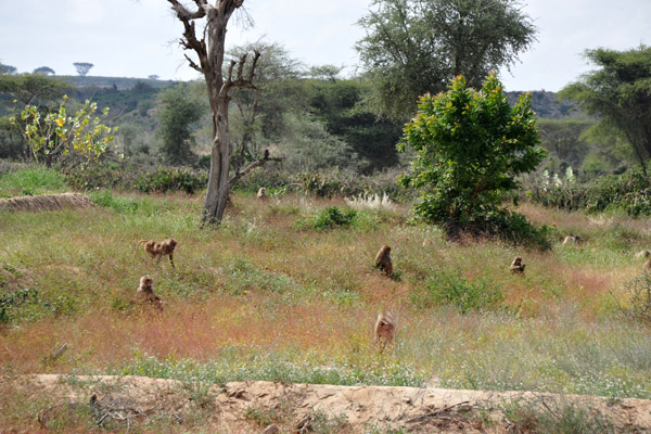 Troop of Baboons in a field along Highway 2, Somaliland