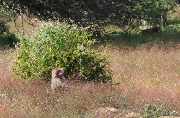 Baboon sitting in a field by a bush