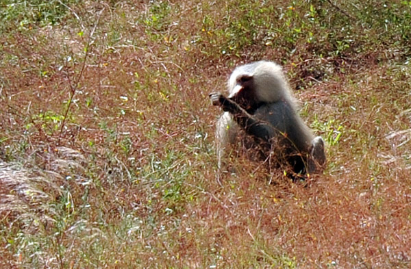 Hamadryas (Papio hamadryas) are the species of baboon found in Somaliland