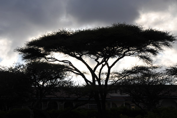 Silhouette of an acacia tree with a cloudy sky, Somaliland