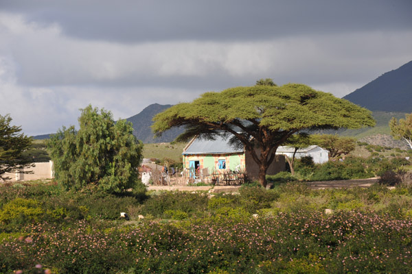 Acacia tree, Sheekh - Somaliland