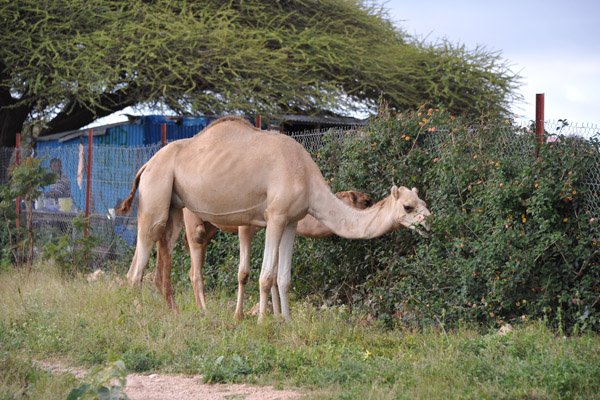 Camel browsing by the gate of the Veterinary School