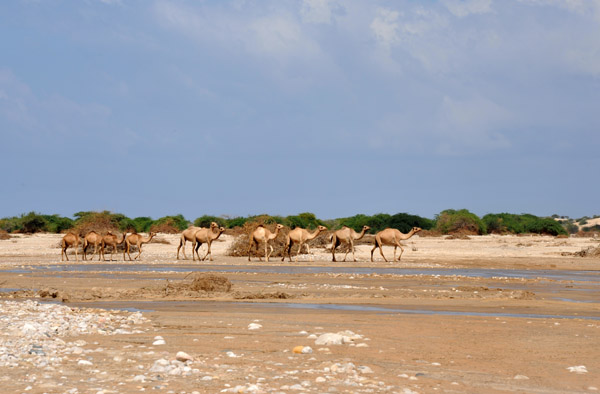 Back on the coastal plains, a train of camels heading upstream