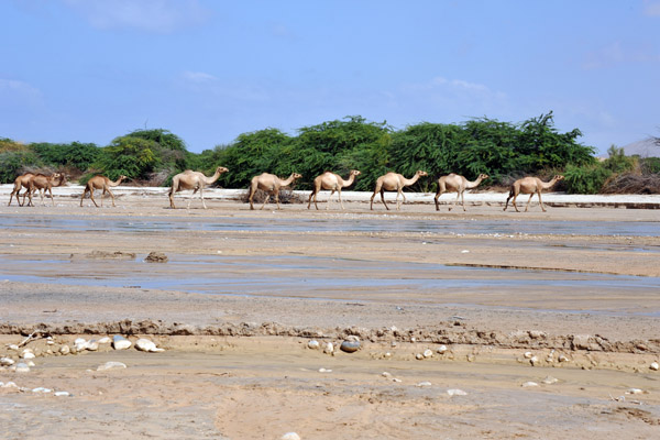 Camel train, Somaliland