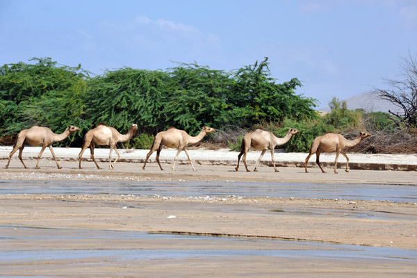 Camel train, Somaliland