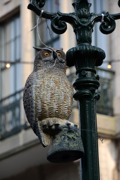 Owl on a lamppost, Den Haag