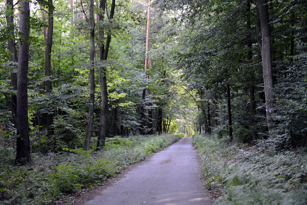 Cycling through the forest between Oberursel and Kronberg, Naturpark Hochtaunus