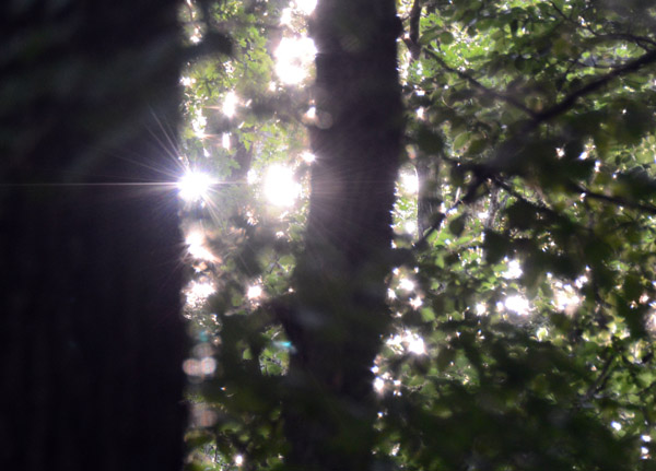 Sun shining through the dense trees, Naturpark Hochtaunus