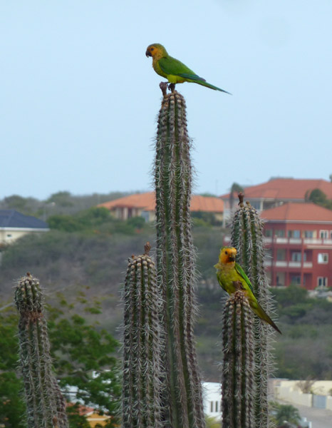 Caribbean Brown-Throated Parakeet (Aratinga pertinax pertinax) atop a cactus, Jan Thiel