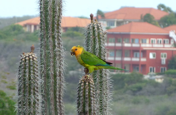 Caribbean Brown-Throated Parakeet (Aratinga pertinax pertinax) atop a cactus, Jan Thiel