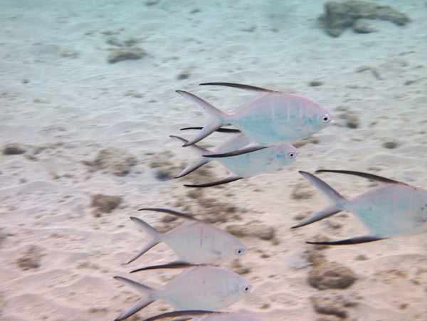 Curacao2 Jul14 059.jpg