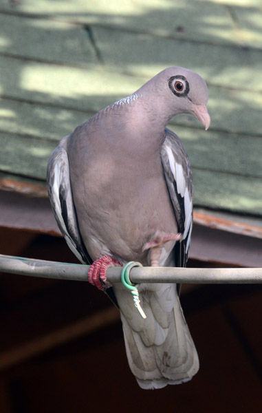 Bare-eyed Pigeon (Patagioenas corensis)