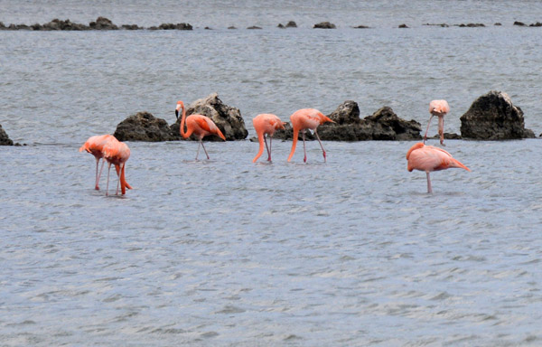 Pink flamingos near Klein St Michiel