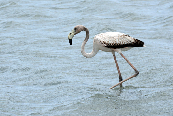 A non-pink flamingo, outcast