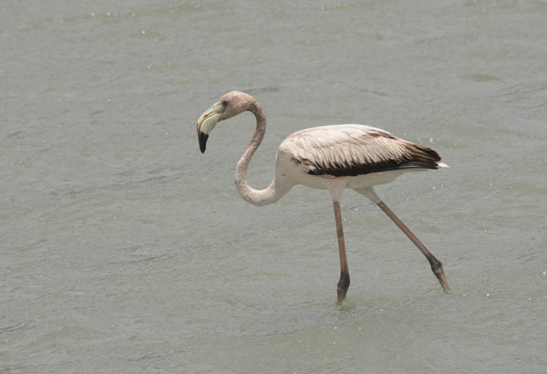 A non-pink flamingo, Curaçao