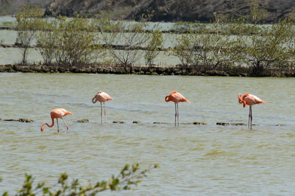 Flamingo Lagoon (Zoutpannen), Sint Willibrodus