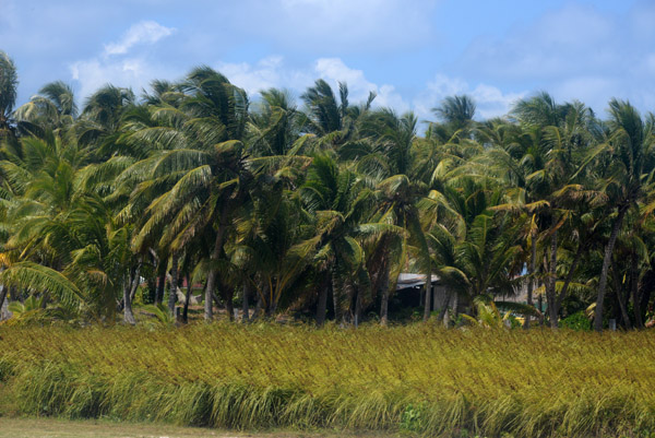 Palm trees lining Tikehau Airport