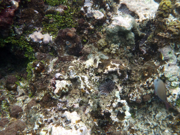 TahitiOct13 0333.jpg