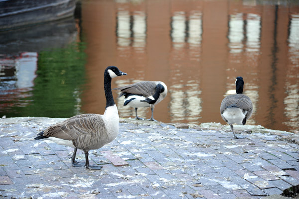 Canada Geese, Birmingham Canal