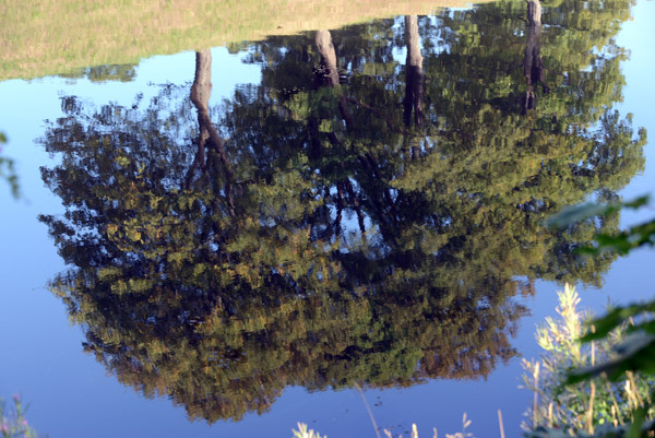 Reflection of trees in the moat of Kastellet