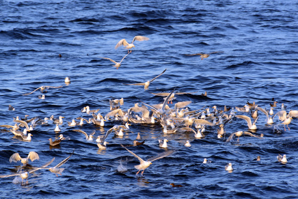 Seagulls scattering, Puget Sound
