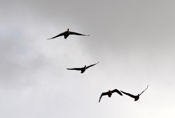 Greylag Geese, Thingvellir National Park