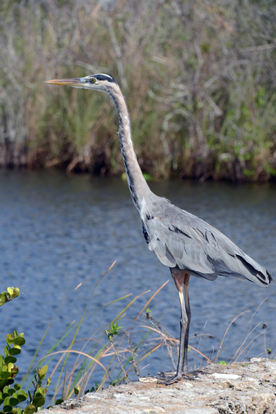 Everglades Feb14 020.jpg