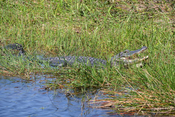 Everglades Feb14 042.jpg