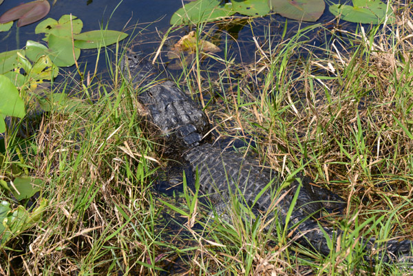 Everglades Feb14 049.jpg